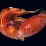 squid-left-eye-larger-than-right-1536