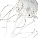 box-jellyfish-24-eyes-1536