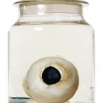 giant-squid-eye-architeuthis-dux-six-inches-1536