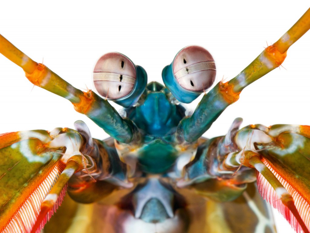 mantis-shrimp-Odontodactylus-scyllarus-color-receptors-1536